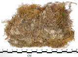 中文名:羽蘚(B00005685)學名:Thuidium cymbifolium (Doz. & Molk.) Doz. & Molk.(B00005685)