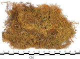 中文名:羽蘚(B00005685)學名:Thuidium cymbifolium (Doz. & Molk.) Doz. & Molk.(B00005685)