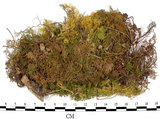 中文名:羽蘚(B00005706)學名:Thuidium cymbifolium (Doz. & Molk.) Doz. & Molk.(B00005706)