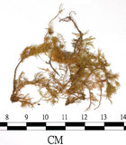 中文名:羽蘚(B00005808)學名:Thuidium cymbifolium (Doz. & Molk.) Doz. & Molk.(B00005808)