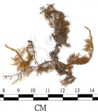 中文名:羽蘚(B00005932)學名:Thuidium dellicatulum (Hedw.) Mitt. var. radicans(B00005932)