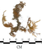 中文名:羽蘚(B00005932)學名:Thuidium dellicatulum (Hedw.) Mitt. var. radicans(B00005932)