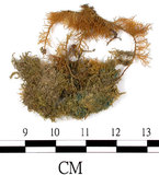 中文名:羽蘚(B00005937)學名:Thuidium cymbifolium (Doz. & Molk.) Doz. & Molk.(B00005937)