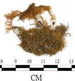 中文名:羽蘚(B00005937)學名:Thuidium cymbifolium (Doz. & Molk.) Doz. & Molk.(B00005937)