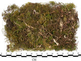 中文名:羽蘚(B00006144)學名:Thuidium cymbifolium (Doz. & Molk.) Doz. & Molk.(B00006144)