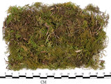中文名:羽蘚(B00006144)學名:Thuidium cymbifolium (Doz. & Molk.) Doz. & Molk.(B00006144)