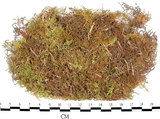 中文名:羽蘚(B00006164)學名:Thuidium cymbifolium (Doz. & Molk.) Doz. & Molk.(B00006164)