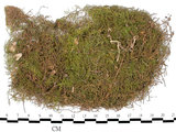 中文名:羽蘚(B00006300)學名:Thuidium cymbifolium (Doz. & Molk.) Doz. & Molk.(B00006300)