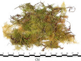 中文名:羽蘚(B00006321)學名:Thuidium cymbifolium (Doz. & Molk.) Doz. & Molk.(B00006321)