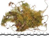 中文名:羽蘚(B00006340)學名:Thuidium cymbifolium (Doz. & Molk.) Doz. & Molk.(B00006340)