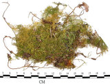 中文名:羽蘚(B00006340)學名:Thuidium cymbifolium (Doz. & Molk.) Doz. & Molk.(B00006340)