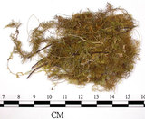 中文名:羽蘚(B00007141)學名:Thuidium cymbifolium (Doz. & Molk.) Doz. & Molk.(B00007141)