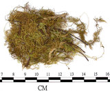 中文名:羽蘚(B00007141)學名:Thuidium cymbifolium (Doz. & Molk.) Doz. & Molk.(B00007141)