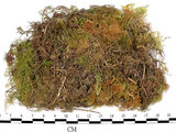 中文名:羽蘚(B00008245)學名:Thuidium cymbifolium (Doz. & Molk.) Doz. & Molk.(B00008245)