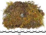 中文名:羽蘚(B00008245)學名:Thuidium cymbifolium (Doz. & Molk.) Doz. & Molk.(B00008245)