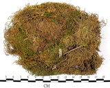 中文名:羽蘚(B00008278)學名:Thuidium cymbifolium (Doz. & Molk.) Doz. & Molk.(B00008278)