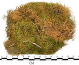 中文名:羽蘚(B00008278)學名:Thuidium cymbifolium (Doz. & Molk.) Doz. & Molk.(B00008278)