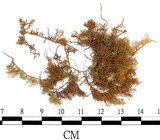 中文名:灰羽蘚(B00009049)學名:Thuidium glaucinum (Mitt.) Bosch. et Lac.(B00009049)