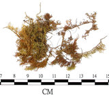 中文名:灰羽蘚(B00009049)學名:Thuidium glaucinum (Mitt.) Bosch. et Lac.(B00009049)