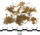 中文名:羽蘚(B00010314)學名:Thuidium brachymenium Herz.(B00010314)