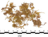 中文名:羽蘚(B00010329)學名:Thuidium tamariscellum (C. Muell.) Bosch. et Lac.(B00010329)