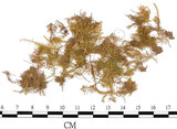 中文名:羽蘚(B00010329)學名:Thuidium tamariscellum (C. Muell.) Bosch. et Lac.(B00010329)