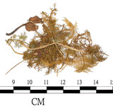 中文名:羽蘚(B00010332)學名:Thuidium rubiginosum Besch.(B00010332)