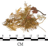 中文名:羽蘚(B00010332)學名:Thuidium rubiginosum Besch.(B00010332)