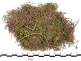 中文名:羽蘚(B00010557)學名:Thuidium cymbifolium (Doz. & Molk.) Doz. & Molk.(B00010557)