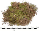 中文名:羽蘚(B00010557)學名:Thuidium cymbifolium (Doz. & Molk.) Doz. & Molk.(B00010557)