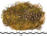 中文名:羽蘚(B00010621)學名:Thuidium cymbifolium (Doz. & Molk.) Doz. & Molk.(B00010621)