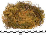 中文名:羽蘚(B00010621)學名:Thuidium cymbifolium (Doz. & Molk.) Doz. & Molk.(B00010621)