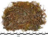 中文名:羽蘚(B00010694)學名:Thuidium cymbifolium (Doz. & Molk.) Doz. & Molk.(B00010694)