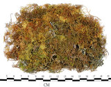 中文名:羽蘚(B00010694)學名:Thuidium cymbifolium (Doz. & Molk.) Doz. & Molk.(B00010694)