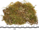中文名:羽蘚(B00010788)學名:Thuidium cymbifolium (Doz. & Molk.) Doz. & Molk.(B00010788)