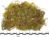 中文名:羽蘚(B00010788)學名:Thuidium cymbifolium (Doz. & Molk.) Doz. & Molk.(B00010788)