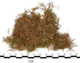 中文名:羽蘚(B00010923)學名:Thuidium cymbifolium (Doz. & Molk.) Doz. & Molk.(B00010923)