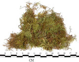 中文名:羽蘚(B00010923)學名:Thuidium cymbifolium (Doz. & Molk.) Doz. & Molk.(B00010923)