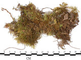 中文名:羽蘚(B00010952)學名:Thuidium cymbifolium (Doz. & Molk.) Doz. & Molk.(B00010952)