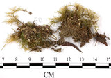中文名:羽蘚(B00010988)學名:Thuidium cymbifolium (Doz. & Molk.) Doz. & Molk.(B00010988)