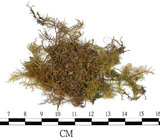 中文名:羽蘚(B00010991)學名:Thuidium cymbifolium (Doz. & Molk.) Doz. & Molk.(B00010991)