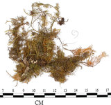 中文名:羽蘚(B00011477)學名:Thuidium cymbifolium (Doz. & Molk.) Doz. & Molk.(B00011477)