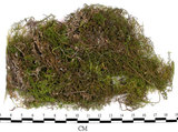 中文名:羽蘚(B00011556)學名:Thuidium cymbifolium (Doz. & Molk.) Doz. & Molk.(B00011556)