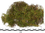 中文名:羽蘚(B00011556)學名:Thuidium cymbifolium (Doz. & Molk.) Doz. & Molk.(B00011556)