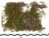 中文名:羽蘚(B00011571)學名:Thuidium cymbifolium (Doz. & Molk.) Doz. & Molk.(B00011571)