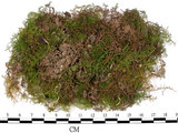 中文名:羽蘚(B00011638)學名:Thuidium cymbifolium (Doz. & Molk.) Doz. & Molk.(B00011638)