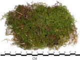 中文名:羽蘚(B00011638)學名:Thuidium cymbifolium (Doz. & Molk.) Doz. & Molk.(B00011638)