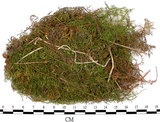 中文名:羽蘚(B00011706)學名:Thuidium cymbifolium (Doz. & Molk.) Doz. & Molk.(B00011706)