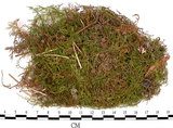 中文名:羽蘚(B00011706)學名:Thuidium cymbifolium (Doz. & Molk.) Doz. & Molk.(B00011706)