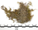 中文名:羽蘚(B00012344)學名:Thuidium cymbifolium (Doz. & Molk.) Doz. & Molk.(B00012344)